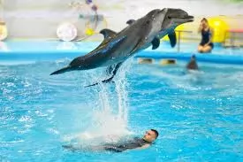 DOLPHINS BAY SHOW