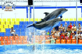 DOLPHINS BAY SHOW