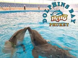 DOLPHINS BAY SHOW